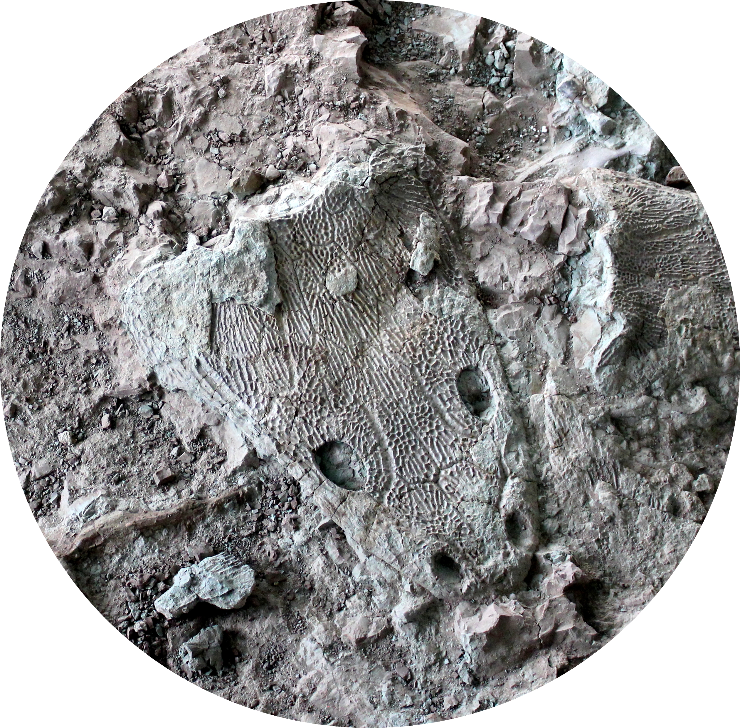 Zakład paleobiologii i ewolucji